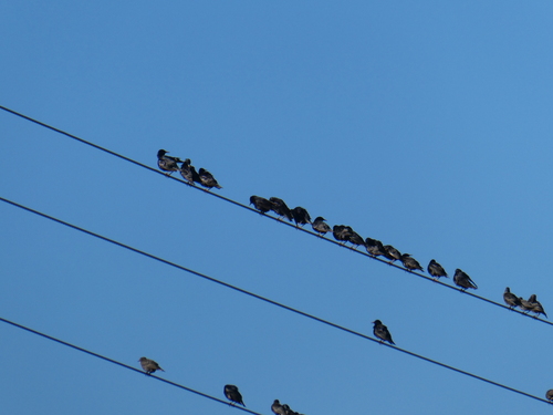European Starling
