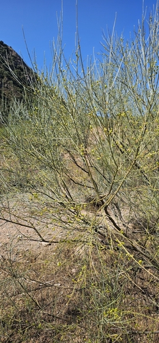 Yellow Bridal Broom