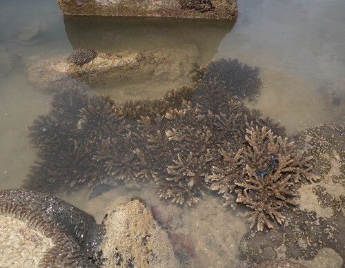 Acropora aspera observed 2026-05-21