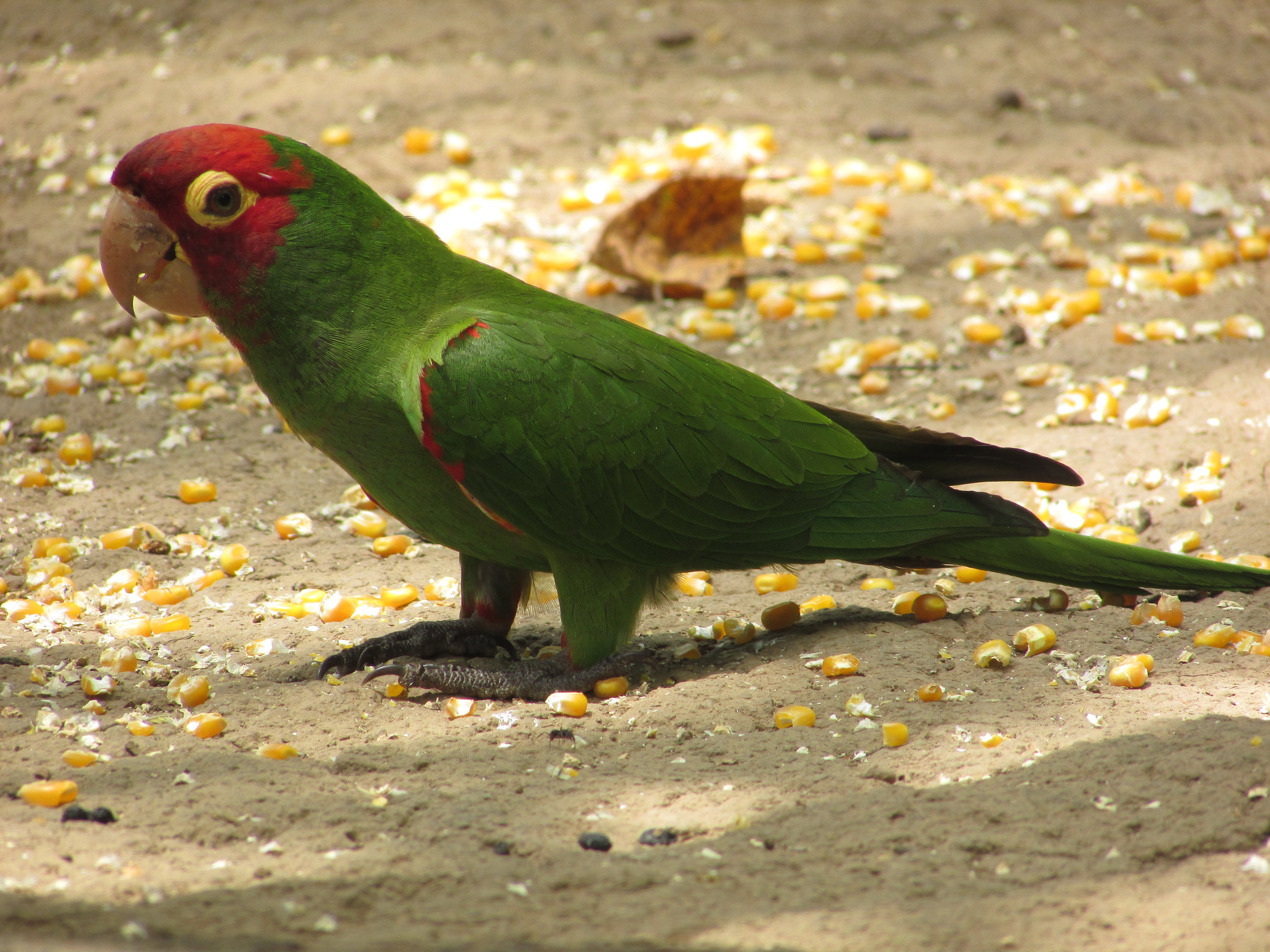 Aratinga erythrogenys image