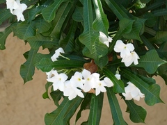 Plumeria pudica