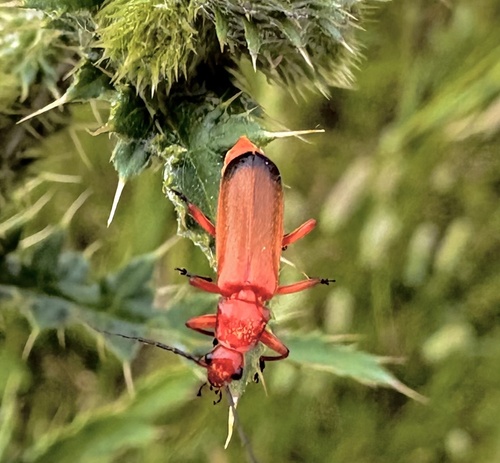 Common Red Soldier Beetle