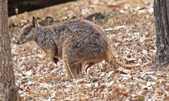 Mareeba Rock-Wallaby photo 3