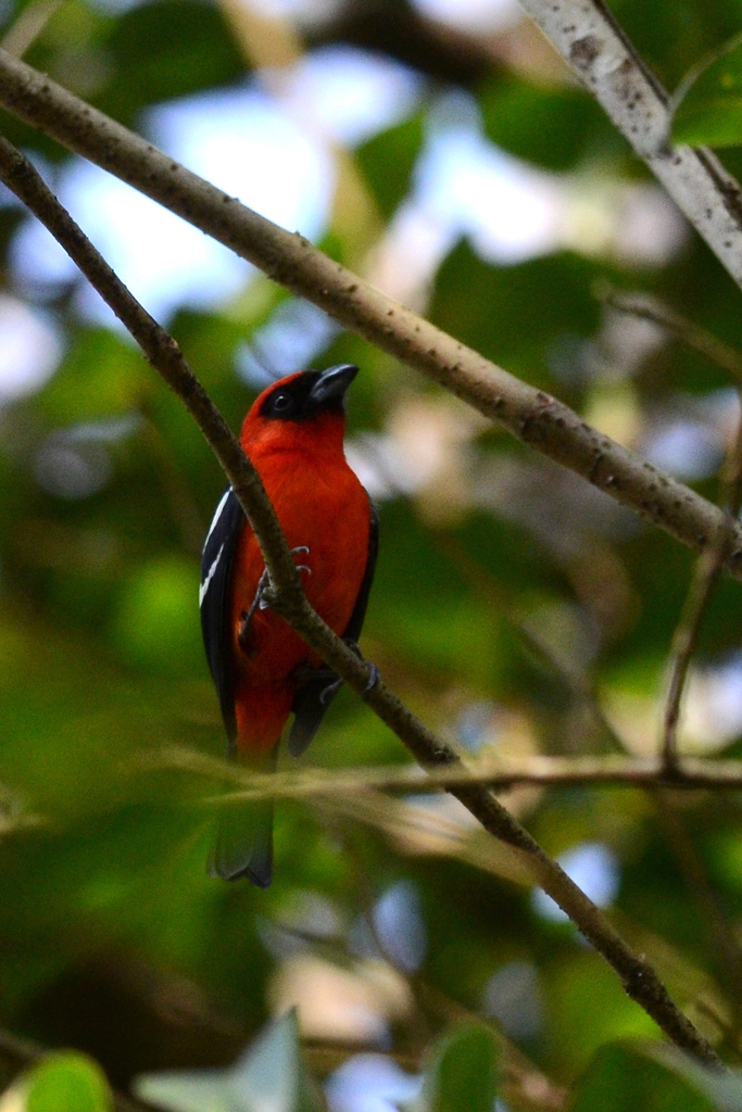 Piranga Aliblanca, Piranga leucoptera