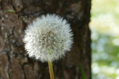 Taraxacum
