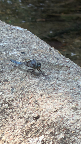 Keeled Skimmer