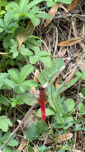 Broad Scarlet