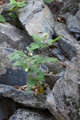 Rubus canescens