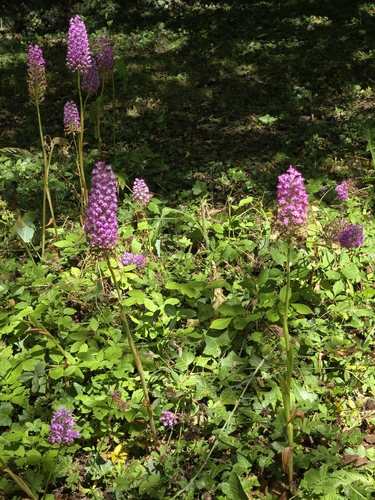 pyramidal orchid