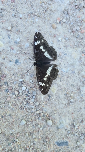 Eurasian White Admiral