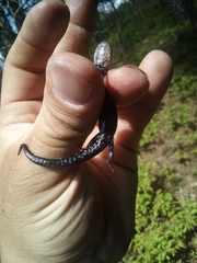 Plethodon ouachitae