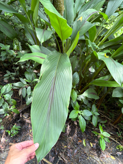 Curcuma zedoaria, photograph (c) 呂一起(Lyu yi-chi), some rights reserved (CC BY)