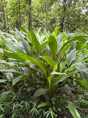 Curcuma zedoaria