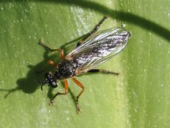 Dioctria rufipes
