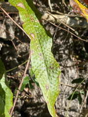 Drynaria quercifolia, photograph (c) smathichong, some rights reserved (CC BY)