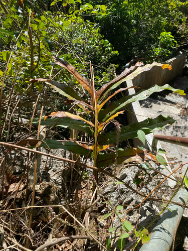 Drynaria quercifolia, photograph 4