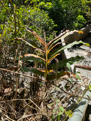 Drynaria quercifolia, photograph (c) smathichong, some rights reserved (CC BY)