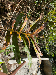 Drynaria quercifolia, photograph (c) smathichong, some rights reserved (CC BY)