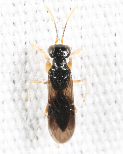 Anteon, 2026-06-29