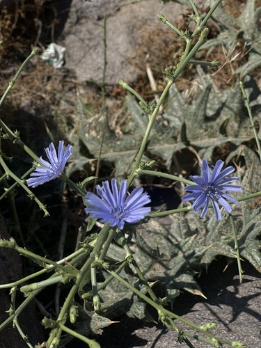 chicory