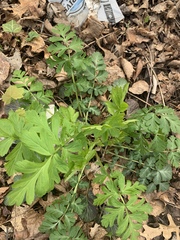 Geum vernum