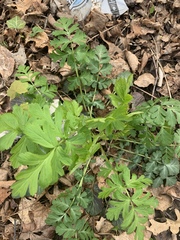Geum vernum