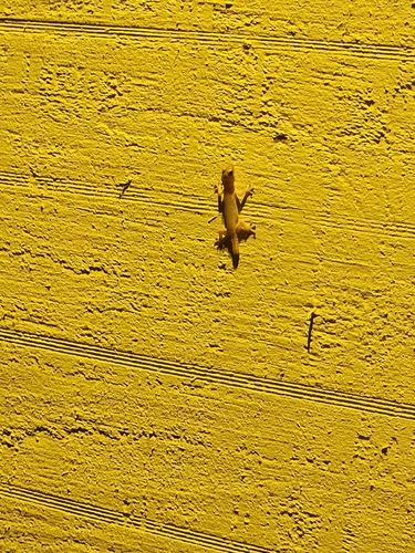 Hemidactylus frenatus observed 2026-06-29