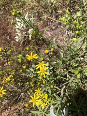 Senecio lemmonii