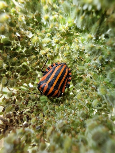 European Striped Shield Bug