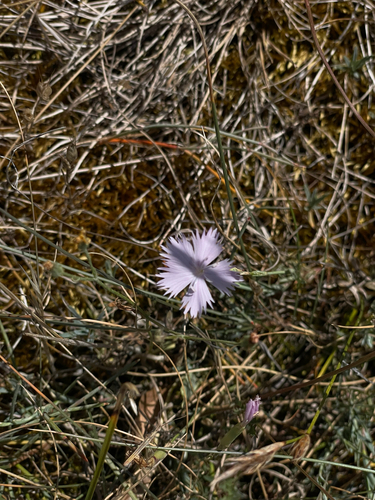 Fringed Pink