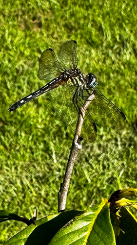 Blue Dasher