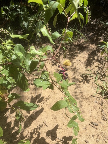 Featured image for “American pokeweed”