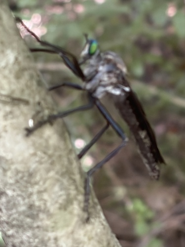 Featured image for “Giant Prairie Robber Fly”
