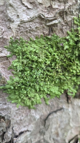 Flat-leaved Scalewort
