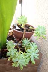 Sedum pachyphyllum