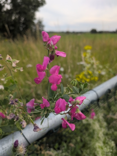 tuberous pea