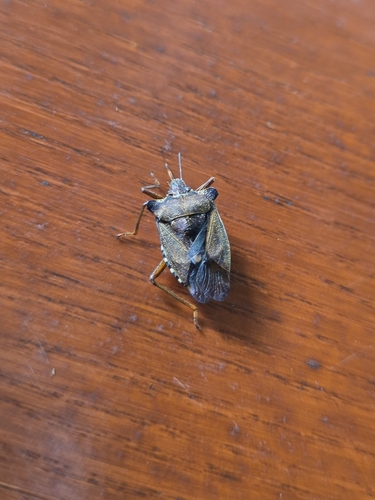 Forest Bug