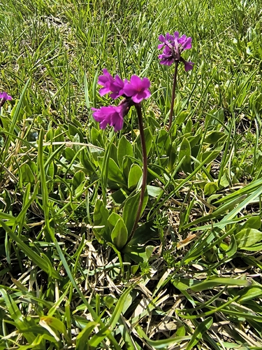 Primula deorum, photograph 1