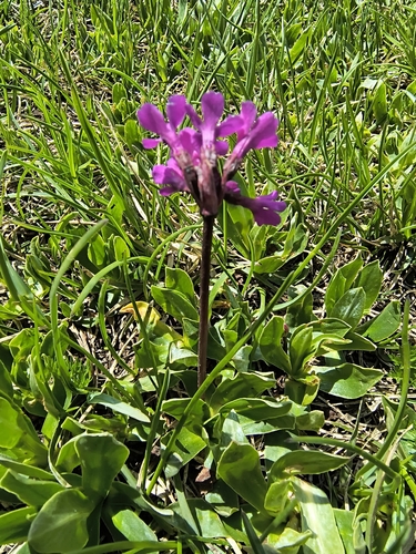 Primula deorum, photograph 2