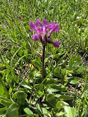 Primula deorum, photograph (c) jeanjacquesgodon, some rights reserved (CC BY)