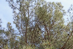 Pinus brutia eldarica