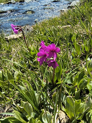 Primula deorum, photograph 3