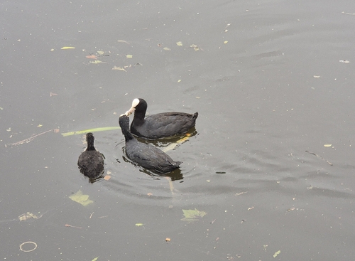Eurasian Coot