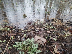 Ranunculus hispidus nitidus