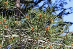 Pinus brutia eldarica