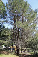 Pinus brutia eldarica