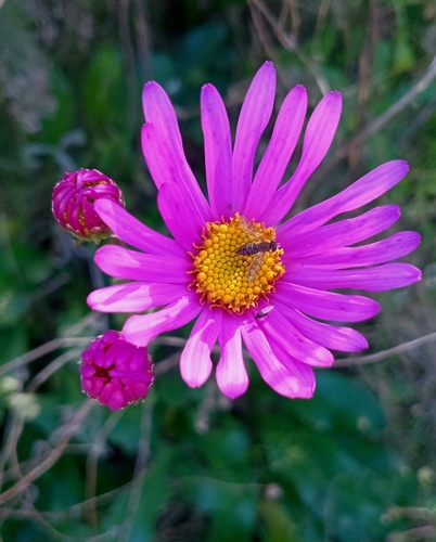Senecio pulcher