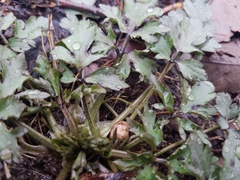 Ranunculus hispidus nitidus