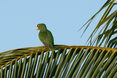 Amazona albifrons