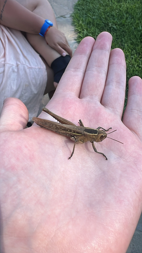 Lamenting Grasshopper
